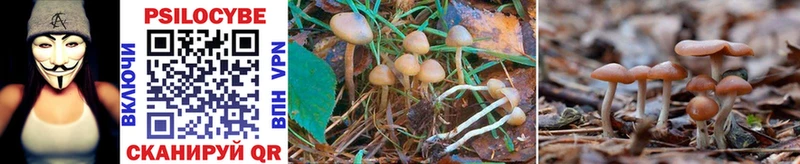 Псилоцибиновые грибы Psilocybe  Юрюзань 